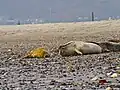 links eine etwa einjährige Kegelrobbe im verschlissenen Fell, rechts ein Seehund