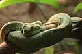 Buschviper