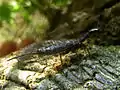 Atlantoraphidia maculicollis, die Atlantische Kamelhalsfliege