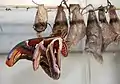 Atlasspinner (Attacus&nbsp;atlas)