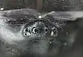 Augenhügel von oben (vorn entspricht oben)