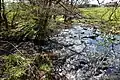 Der Zufluss des Rosbach (links) in die Kleine Nister