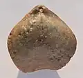 Brachiopode Aulacothyris carinata brachial