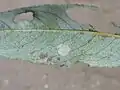 Mine, möglicherweise von Aulagromyza tridentata