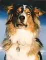 Blue-merle white/copper