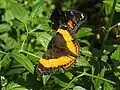 Yoma sabina