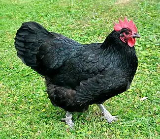 Australorp Henne