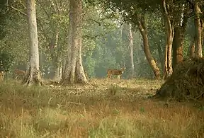 Axishirsche im Kanha-Nationalpark