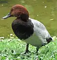 Tafelente