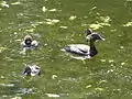 Weibchen der Tafelente (Aythia ferina) mit Jungvögeln auf dem Neuen Bleeksteich