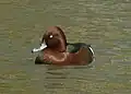 Dieser Vogel schwimmt im Wasser und ist braun.