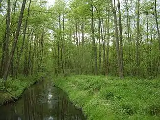 Die Aue im Naturschutzgebiet