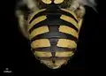Weibchen, Abdomen
