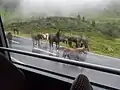 Ausgebüxte Weidetiere auf der Silvretta-Hochalpenstraße im Bereich Großvermunt.