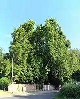 Rosskastanie auf dem Israelischen Friedhof