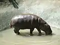 Zwergflusspferd