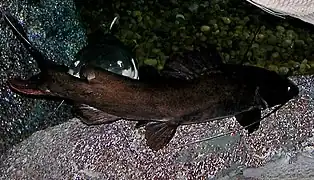 Hemibagrus filamentus