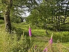 Unterer Baisiepen – vor der Mündung in den Tenter Bach