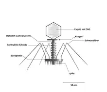 Phage T2 (Straboviridae, Myoviren); Kapsid axial geschnitten