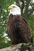 Weißkopfseeadler