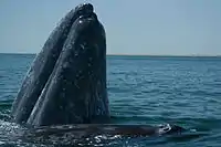 Lagune von El Vizcaino