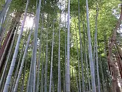 Bambushain