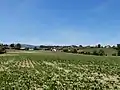 Der untere Dorfteil von Bannwil vom Aareufer