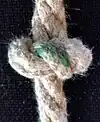 Doppelter Wandknoten (2)