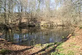 Der Waldsee im Frühling 2016