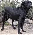Majorero Canario