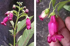 Barthlottia madagascariensis, ein bis 3 m hoher Strauch aus Madagaskar