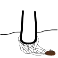 Mit Sklerotium verbunden