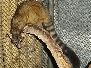 Mittelamerikanisches Katzenfrett