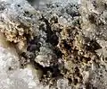Bräunliche Bastnäsit-(La)-Rosetten in einer Calcit-Druse aus dem Steinbruch Jones Mill, Magnet Cove, Hot Spring County, Arkansas, USA (Sichtfeld 3&nbsp;mm)