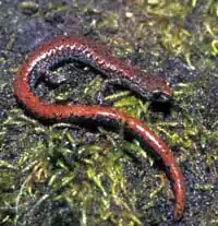 Der Oregon-Wurmsalamander kommt in Wäldern mit Oregon-Ahorn, Riesen-Lebensbaum und Küsten-Douglasie vor.