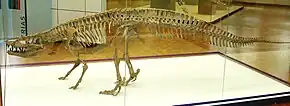 Osteoderm-Doppelreihe beim Kupferzell-Rauisuchier Batrachotomus.