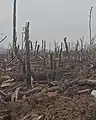 Von Artillerie zerschossener Wald, Niemandsland am Stadtrand von Bachmut