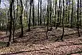 Hügelgrab am Krippelberg aus dem 7.&nbsp;Jahrhundert vor Christi Geburt