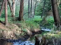 Im Bundorfer Forst im Naturschutzgebiet Haßberge