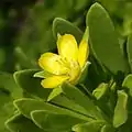 Zweig mit Blüte