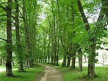 2020 Artenreiche Allee