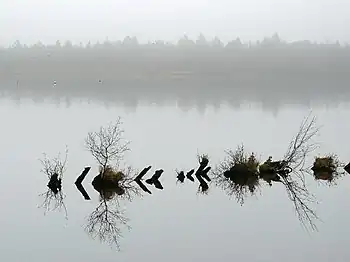 Herbstliche Nebel am Rand des Naturschutzgebietes Holzurburg