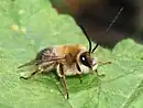 2010 Eucera longicornis