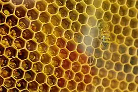 Bienenwabe