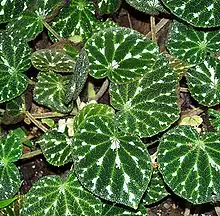 Begonia pustulata