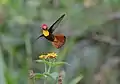 Männchen im Flug (Brasilien)