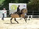 Normaler Buckskin