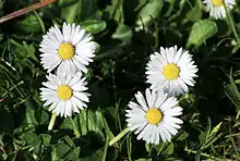 2017 Gänseblümchen