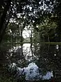 Fischteich im Schlosspark Bendeleben