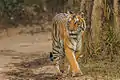 Tiger im Corbett-Park